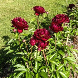 copy of Paeonia lactiflora CLASS ACT