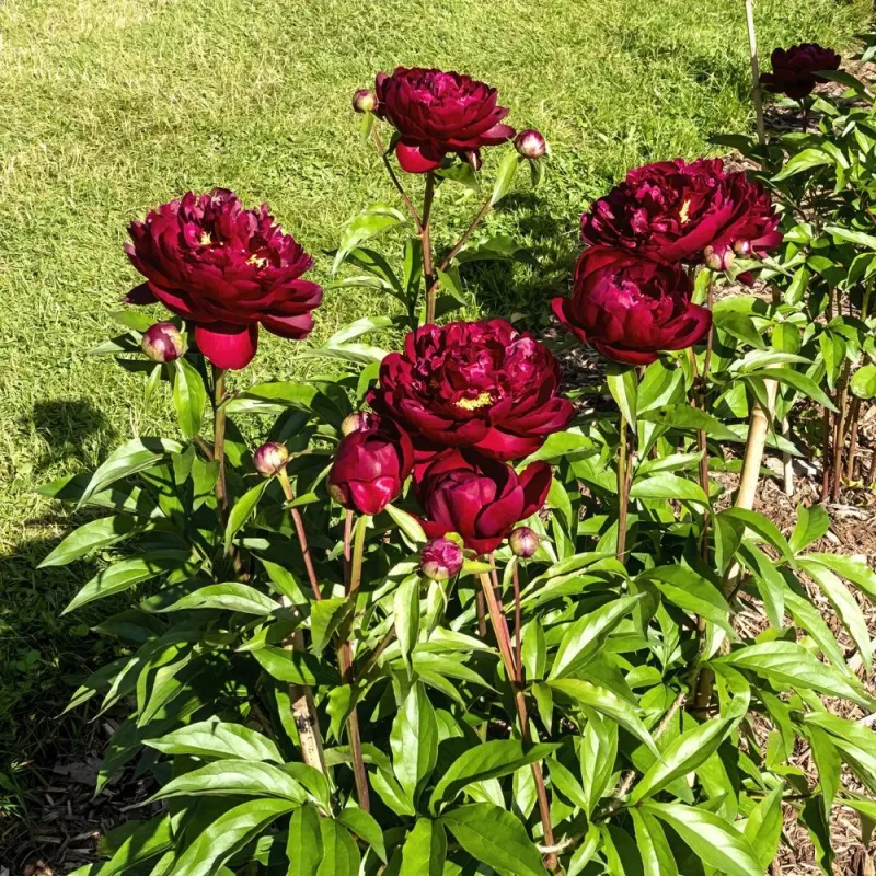 copy of Paeonia lactiflora CLASS ACT