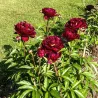 copy of Paeonia lactiflora CLASS ACT