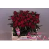 Bijūnas - Paeonia lactiflora PETER BRAND