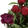 Bijūnas - Paeonia lactiflora PETER BRAND