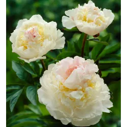 Bijūnas - Paeonia lactiflora BLUSH QUEEN