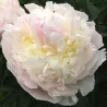 Bijūnas - Paeonia lactiflora BLUSH QUEEN