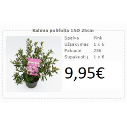 Kalmija - Kalmia polifolia P17 C2