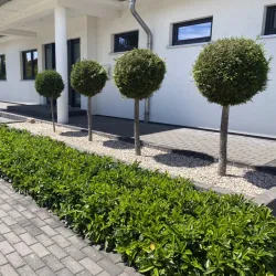 Užsisakyk augalus pavasariui jau dabar