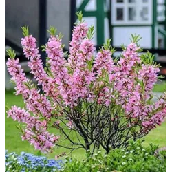 Keružinis migdolas - Prunus tenella FIRE HILL