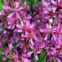 Keružinis migdolas - Prunus tenella FIRE HILL