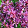 Keružinis migdolas - Prunus tenella FIRE HILL