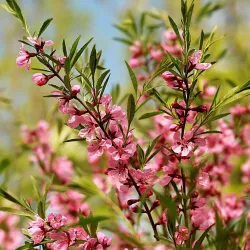 Keružinis migdolas - Prunus tenella FIRE HILL