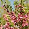 Keružinis migdolas - Prunus tenella FIRE HILL