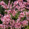 Keružinis migdolas - Prunus tenella FIRE HILL
