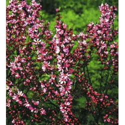 Keružinis migdolas - Prunus tenella FIRE HILL