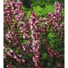 Keružinis migdolas - Prunus tenella FIRE HILL