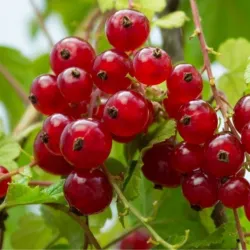 Raudonieji serbentai - Ribes rubrum JUNIFER