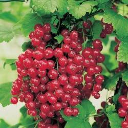 Ribes rubrum RED LAKE