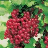 Ribes rubrum RED LAKE