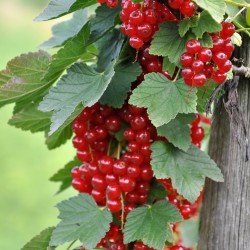 Raudonieji serbentai - Ribes rubrum RONDOM