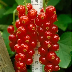 Ribes rubrum ROSETTA