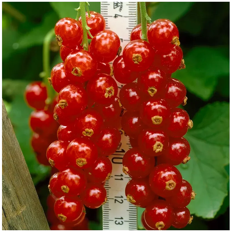 Raudonieji serbentai - Ribes rubrum ROSETTA