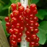 Raudonieji serbentai - Ribes rubrum ROSETTA