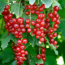 Raudonieji serbentai - Ribes rubrum ROTE VIERLANDER