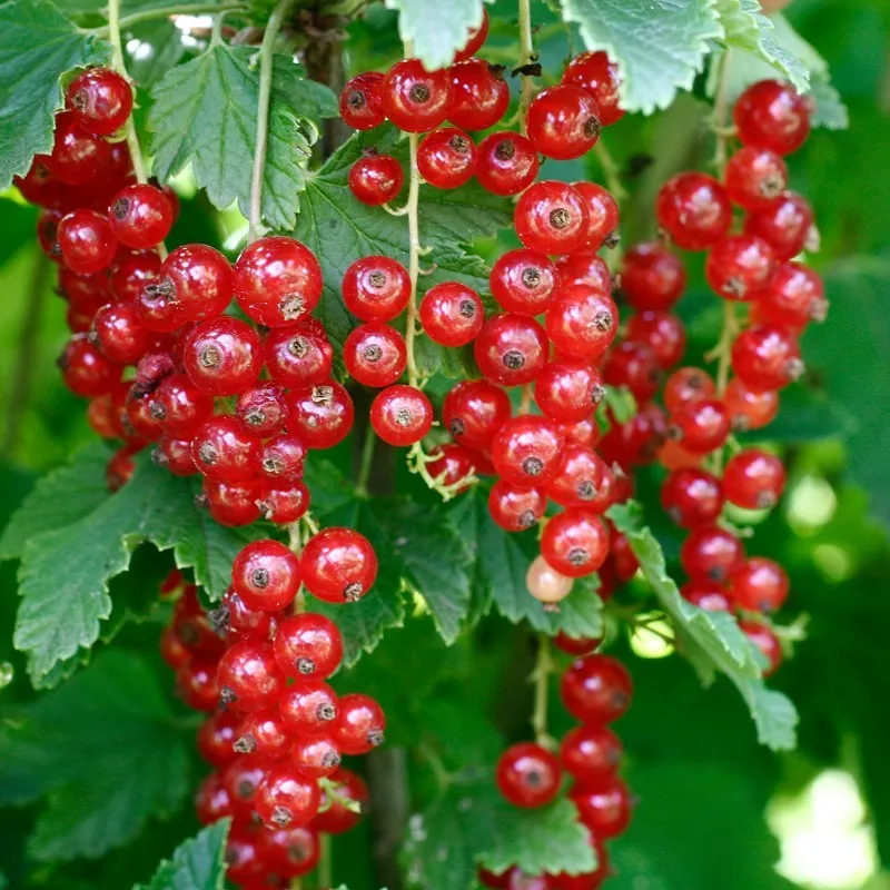 Ribes rubrum ROTE VIERLANDER