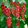 Raudonieji serbentai - Ribes rubrum ROTE VIERLANDER