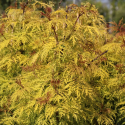 Garden plants/Trees/Flowers/ web-shop