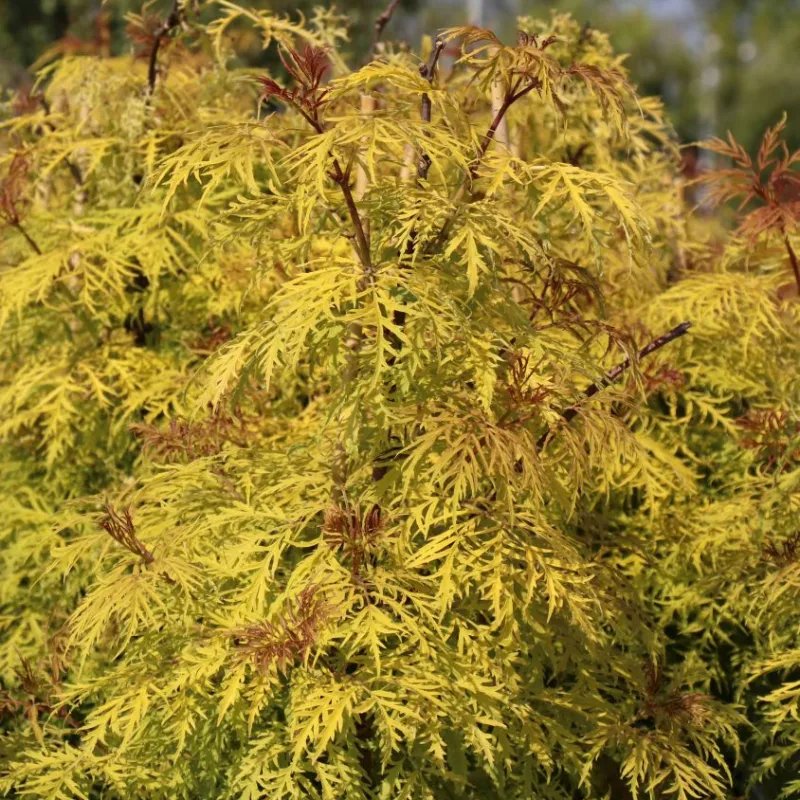 Garden plants/Trees/Flowers/ web-shop