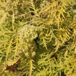 Garden plants/Trees/Flowers/ web-shop