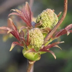 Garden plants/Trees/Flowers/ web-shop