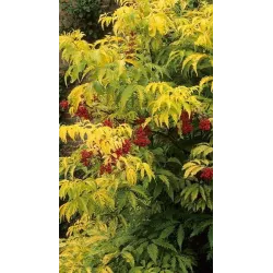 Garden plants/Trees/Flowers/ web-shop