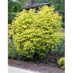 Garden plants/Trees/Flowers/ web-shop