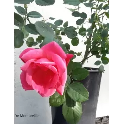 Rožė - Rosa De Montarville skiepyta P21C5/P16C3,5 4METAI