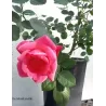 Rožė - Rosa De Montarville skiepyta P21C5/P16C3,5 4METAI