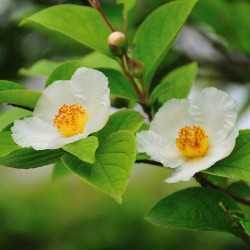 Japoninis seglinis - Stewartia pseudocamellia