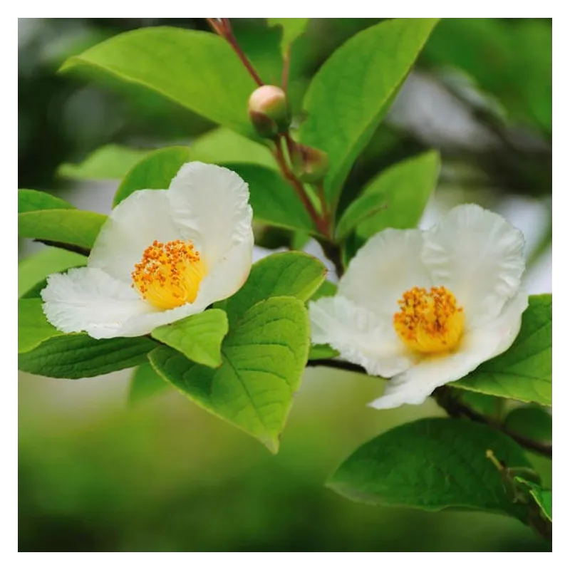 Japoninis seglinis - Stewartia pseudocamellia
