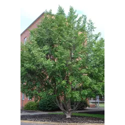 Japoninis seglinis - Stewartia pseudocamellia