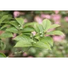 Japoninis seglinis - Stewartia pseudocamellia