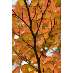 Japoninis seglinis - Stewartia pseudocamellia