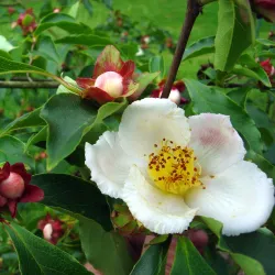 Japoninis seglinis - Stewartia pseudocamellia
