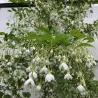 Japoninis stirakas - Styrax japonicus