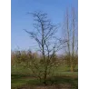 Japoninis stirakas - Styrax japonicus