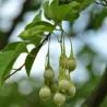 Japoninis stirakas - Styrax japonicus