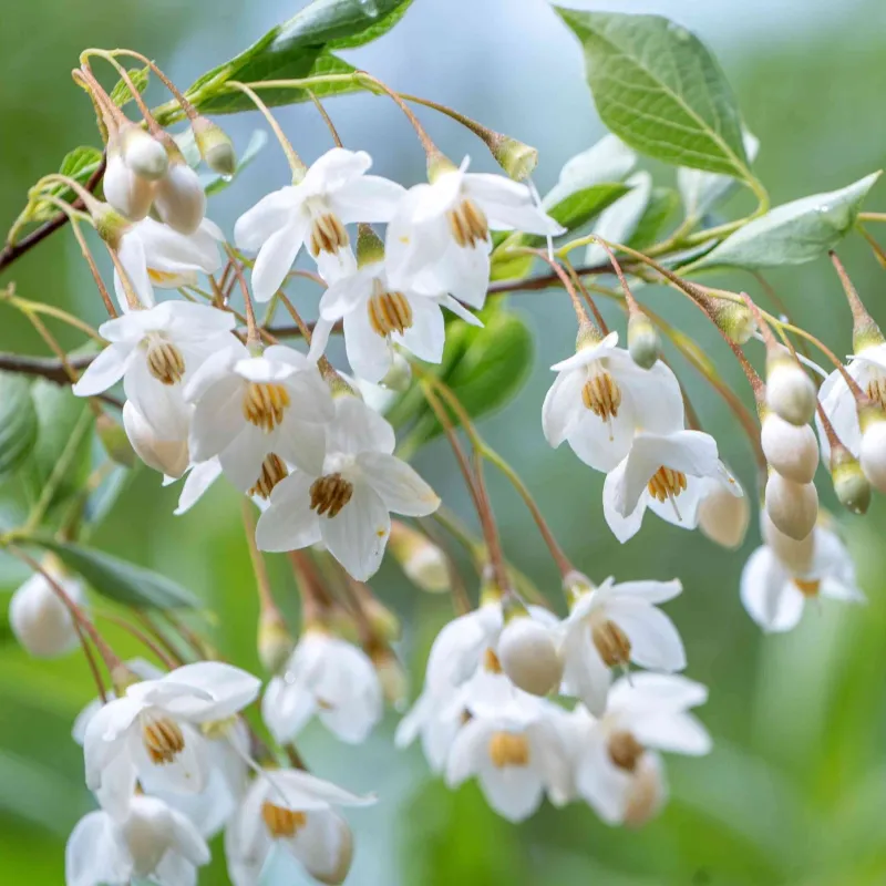 Japoninis stirakas - Styrax japonicus