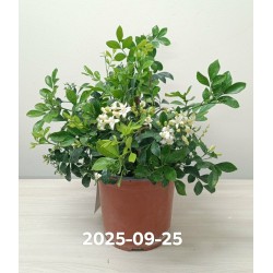 Šluotelinė murėja - Murraya paniculata