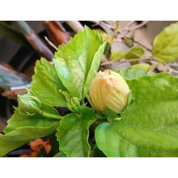 Tikroji kinrožė - Hibiscus rosa-sinensis KOENIG