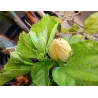 Hibiscus rosa-sinensis KOENIG