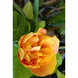 Tikroji kinrožė - Hibiscus rosa-sinensis KOENIG