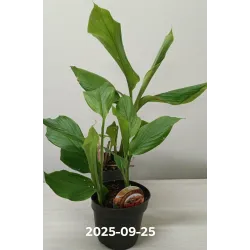 Egzotiniai augalai internetu